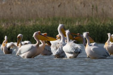 Tuna deltasındaki beyaz pelikan.