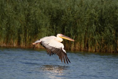 Tuna deltasındaki beyaz pelikan.