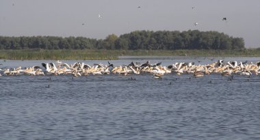 Tuna deltasındaki beyaz pelikan.