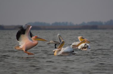 Tuna deltasındaki beyaz pelikan.
