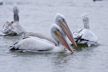 Tuna Deltası'nda Dalmaçyalı Pelikan