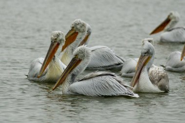 Tuna Deltası'nda Dalmaçyalı Pelikan
