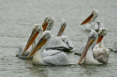 Tuna Deltası'nda Dalmaçyalı Pelikan