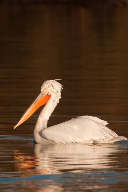Tuna Deltası'nda Dalmaçyalı Pelikan