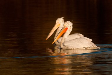 Tuna Deltası'nda Dalmaçyalı Pelikan