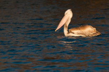Tuna Deltası'nda Dalmaçyalı Pelikan