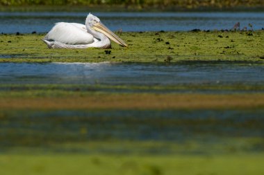 Dalmaçyalı pelican yeşil bitki su