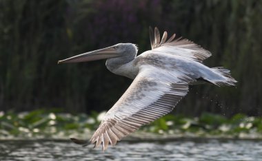 Tuna Deltası'nda Dalmaçyalı Pelikan