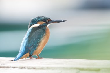 Common Kingfisher clipart