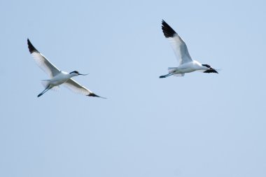 Pied avocet uçuşta