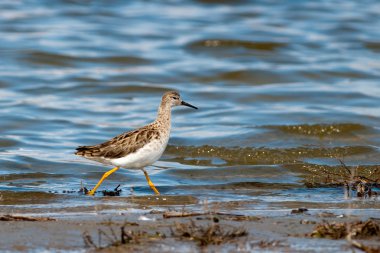 Tuna Deltası'nda Ruff (Philomachus pugnax)
