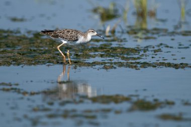 Tuna Deltası'nda Ruff (Philomachus pugnax)