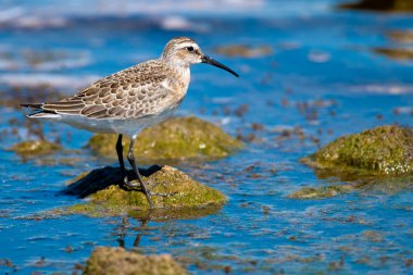 Kızıl kum kuşu (Calidris feruginea)