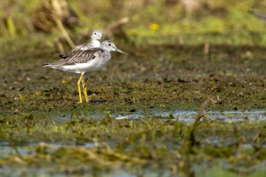 Greenshank pair on shore