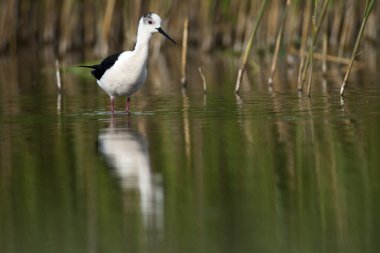 Kara kanatlı Uzunbacak (Himantopius himantopus)