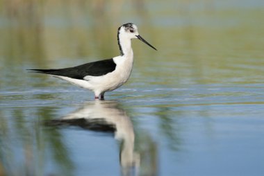 Kara kanatlı Uzunbacak (Himantopius himantopus)