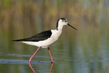 Kara kanatlı Uzunbacak (Himantopius himantopus)