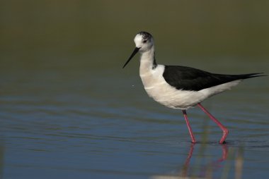 Kara kanatlı Uzunbacak (Himantopius himantopus)