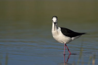 Kara kanatlı Uzunbacak (Himantopius himantopus)