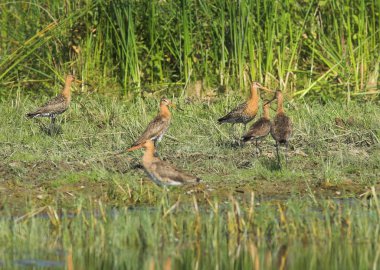 siyah kuyruklu çulluğu