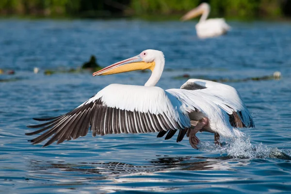 Pélican blanc dans le delta du Danube — Photo