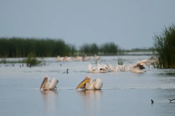 Pelikan im Donaudelta — Stockfoto