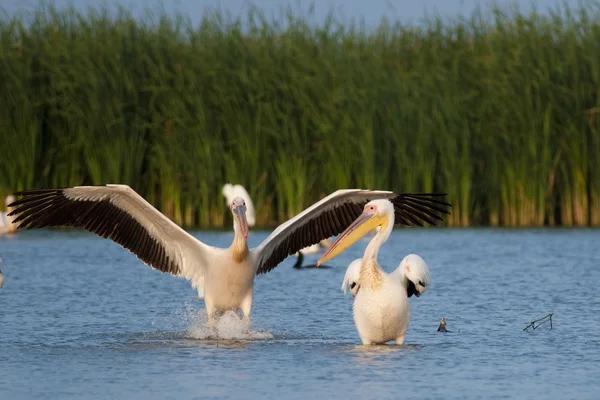 Große weiße Pelikane im Donaudelta — Stockfoto