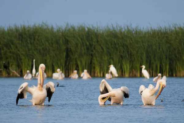 Pelicanos brancos — Fotografia de Stock