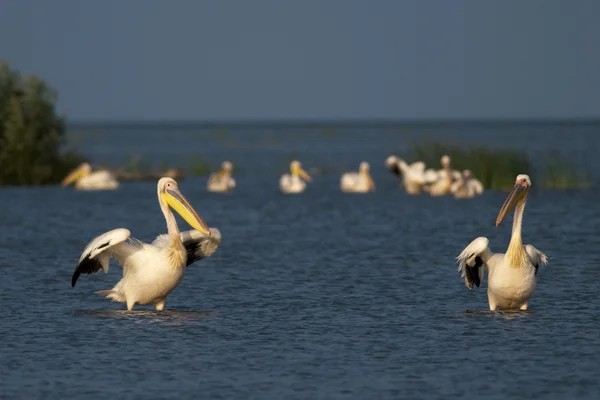 Pelicanos brancos Preening — Fotografia de Stock
