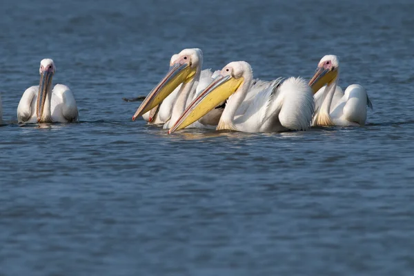 Білі Пелікани — стокове фото