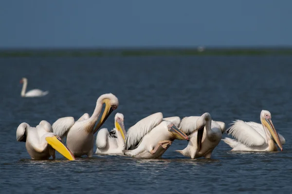 Pelícano blanco en el delta del Danubio — Foto de Stock