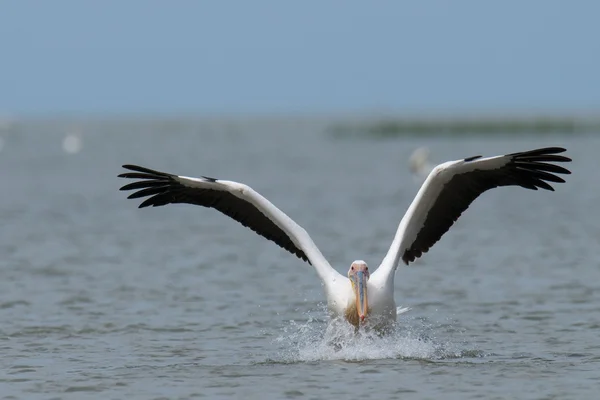 White Pelican Landing — Stock Photo, Image