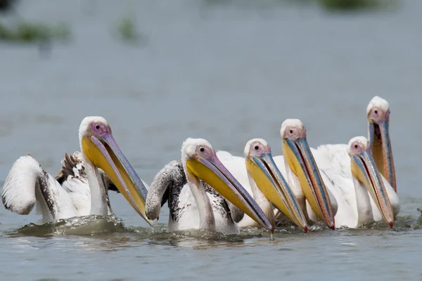 Pesca pelicano branco — Fotografia de Stock