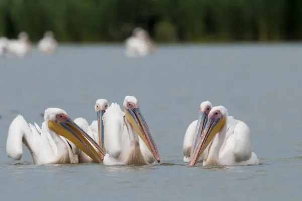 Стая белых пеликанов — стоковое фото