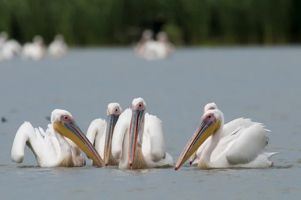 Pelicanos brancos Colônia — Fotografia de Stock