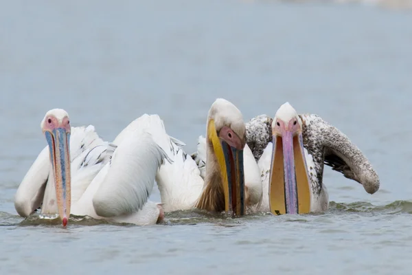 Białe pelikany połowów — Zdjęcie stockowe