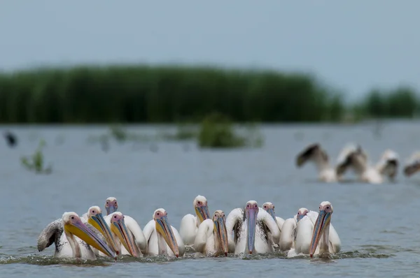 Pélican blanc dans le delta du Danube — Photo