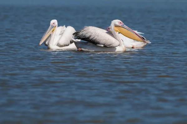 Grands pélicans blancs dans le delta du Danube — Photo