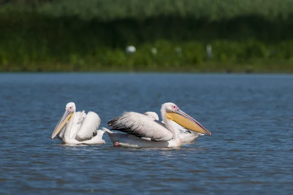 Pelícano blanco en el delta del Danubio —  Fotos de Stock