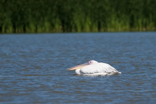 Pélican blanc dans le delta du Danube — Photo