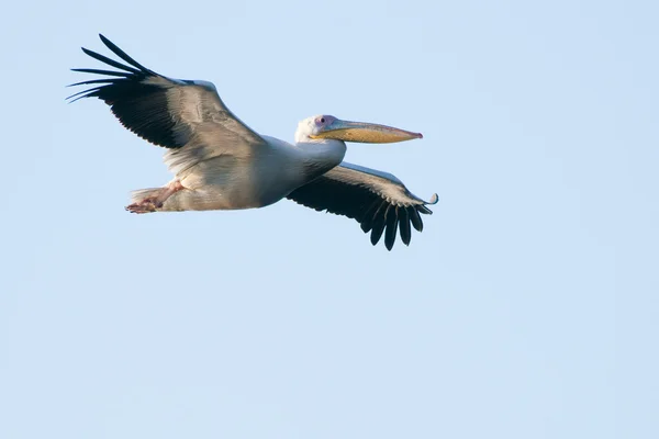 White Pelican in flight — Stock Photo, Image