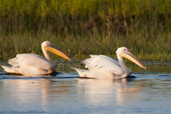 Білих пеліканів колонії — стокове фото