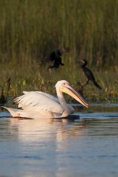 Білий пелікан на воді — стокове фото