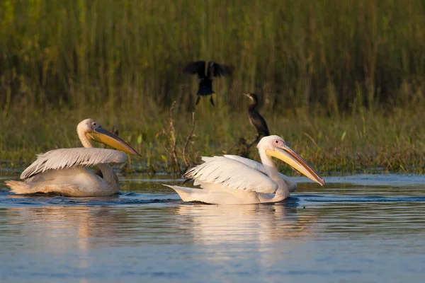 Białe pelikany na wodzie — Zdjęcie stockowe