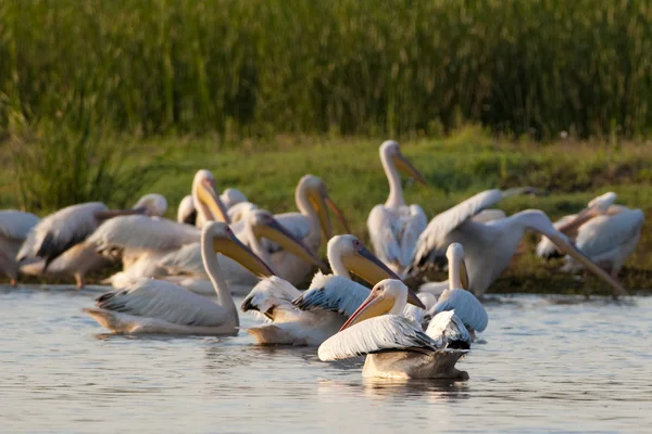 Beyaz Pelikan kolonisi — Stok fotoğraf