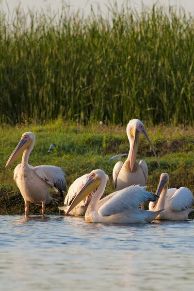 White Pelicans on water — Stock Photo, Image