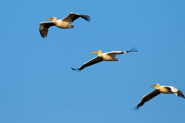 White Pelicans in Flight — Stock Photo, Image