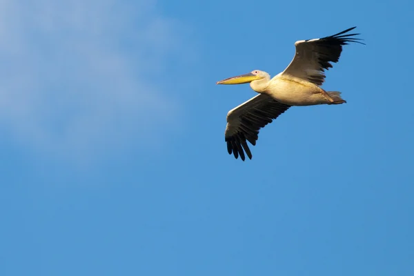 White Pelican in flight — Stock Photo, Image