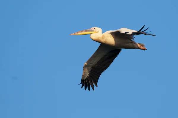 White Pelican in flight — Stock Photo, Image