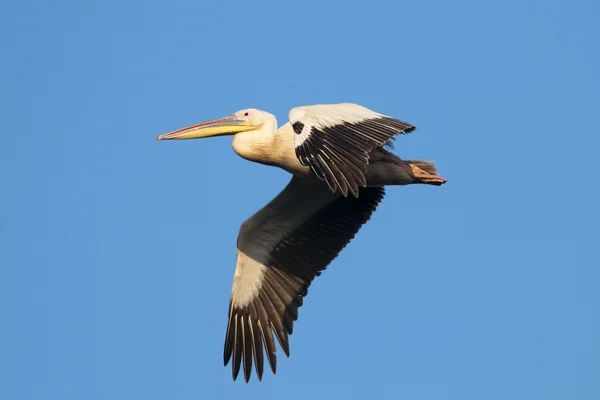 White Pelican — Stock Photo, Image